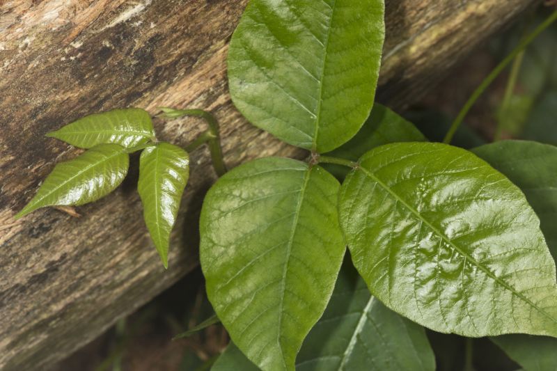 Poison Ivy Removal in Pottstown, PA