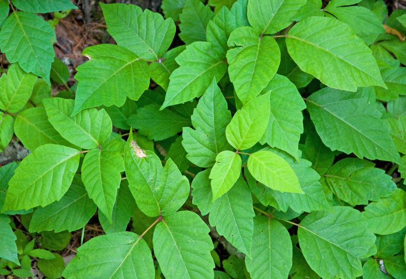 Poison Oak Removal in West Chester, PA