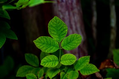 Poison Oak Removal in Ventura County, CA