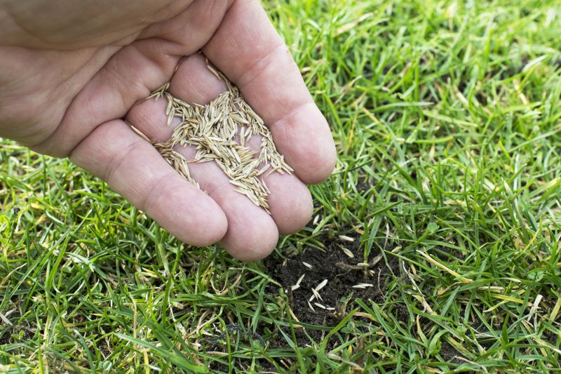Lawn Seeding Consultation