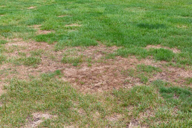 Lawn Repair Seeding