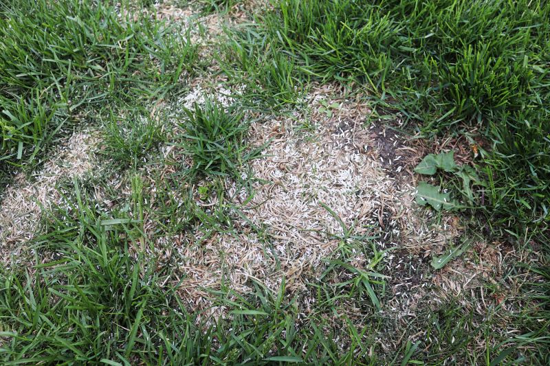 Lawn Repair After Seeding