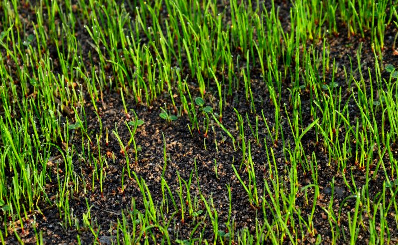 Healthy Grass Emergence