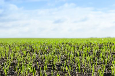 What To Expect During A Professional Seeding Service