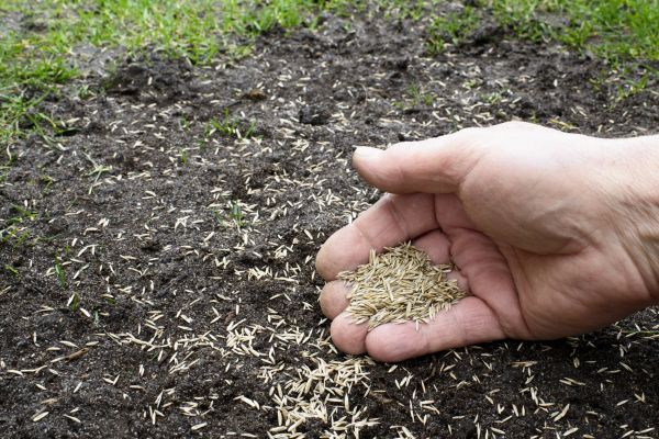Fall Lawn Reseeding